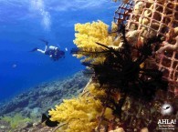 Plunge into the world of adventure with Ahla Dive Center