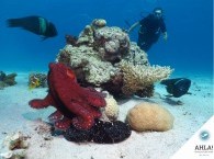 Diving for beginners in Eilat