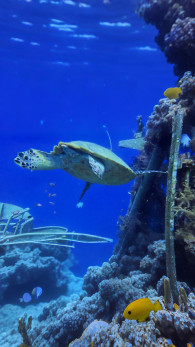 Therapeutic Diving Course in Eilat