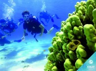 coral reef scuba diving_צלילת שונית אלמוגים_Коралловый риф подводное плавание