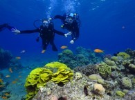 red sea diving sites