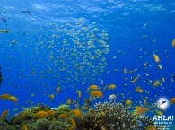 beautifull underwater world of red sea eilat diving