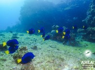 blue fish in red sea diving in eilat
