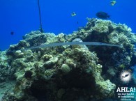 interesting fish in red sea scuba diving