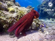 octopus in Red Sea diving in Eilat