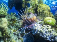 red sea lion fish diving