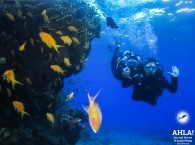 scuba diving in eilat red sea
