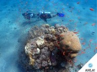 Подводная фото и видео съемка в Эйлате