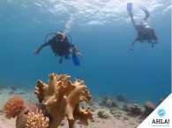 Красивые кораллы Красного моря в Эйлате