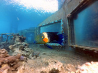 dive site Underwater Restaraunt in Eilat