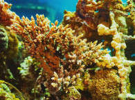 צלילה בריף אלמוגים באילת 054-890-67981