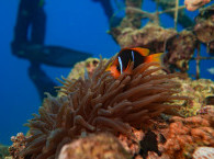 אלמוגים ודגים באילת