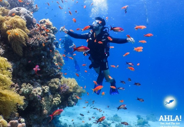 golden fish in red sea scuba diving in eilat