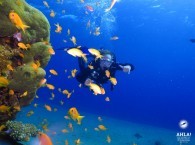 обучение дайвингу в эйлате_diving courses in Eilat_אימון צלילה באילת