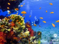 Diving - fascinating sport and an adventure Diving - fascinating sport and an adventure