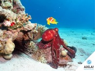 Notable events in diving history. (Part 1)