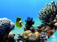 дайвинг в эйлате - дайвинг сайт Столы нептуна_diving in Eilat - diving site Tables of Neptune_צלילה באילת - שולחנות אתר הצלילה של נפטון