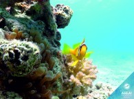 дайвинг в эйлате - рыбка немо_צלילה באילת - נמו דגים_diving in Eilat - the fish Nemo