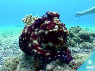 дайвинг на красном море - осьминог_צלילה בים האדום - תמנון_diving in the Red Sea - octopus