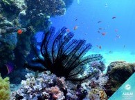 яצלילה באילת - אתר צלילה רוק משה_diving in Eilat - Moses Rock dive site