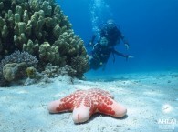 diving in the red sea_дайвинг на красном море_צלילה בים האדום