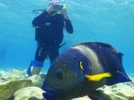 scuba diving instructor_инструктор по дайвингу_מאמן צלילה