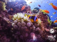 clown fish diving in eilat