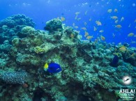 coral reef eilat red sea scuba diving