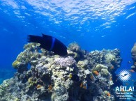 corals and undewater life diving in Red Sea