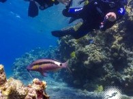 diving courses in Eilat Israel red octopus