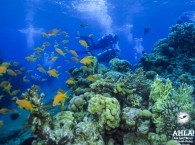 golden fish in eilat red sea scuba diving