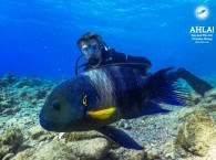 interesting fish in red sea scuba diving in eilat