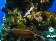 moray eel in red sea eilat