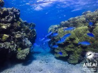 intro dive in eilat Red Sea