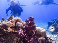 red octopus in Israel Eilat Red Sea