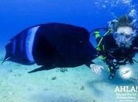scuba diving in israel underwater world