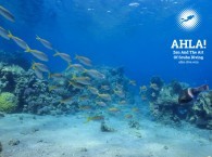 what to do in Eilat diving for beginners