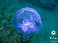 jellyfish in red sea eilat