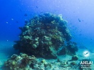 diving in the red sea eilat