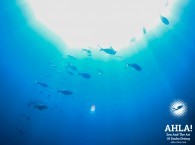 red sea diving eilat israel