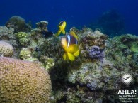 scuba diving eilat red sea