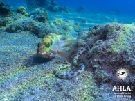 scuba diving eilat