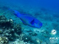 parrot fish eilat red sea israel