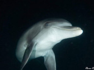 red sea dolphins in eilat