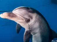 diving with doplhins in eilat