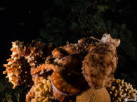 octopus - diving at Red Sea
