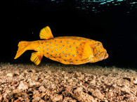 Box fish - Scuba diving in Eilat