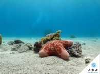 кораллы_Красного_моря_Эйлат_corrals_of_Red_Sea_in_Eilat