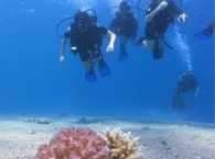 курсы дайвинга для начинающих_courses of diving for beginners