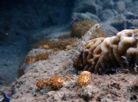 dive trips eilat.jpg